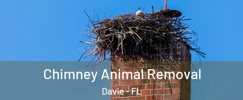 Chimney Animal Removal Davie - FL