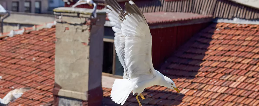 Residential Chimney Animal Removal Solution in Davie, FL